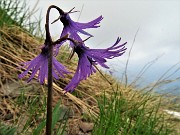 72 Soldanella alpina (Soldanella alpina)